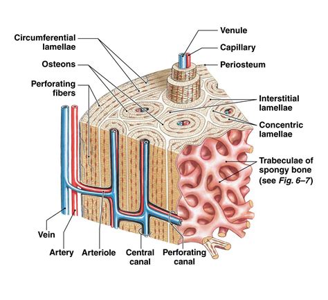 Label compact bone - The osteocytes are arranged in concentric rings of bone matrix called lamellae (little plates), and their processes run in interconnecting canaliculi. The central Haversian canal, and horizontal canals (perforating/ Volkmann’s) canals contain blood vessels and nerves from the periosteum. show labels. This photo shows a cross section through bone.